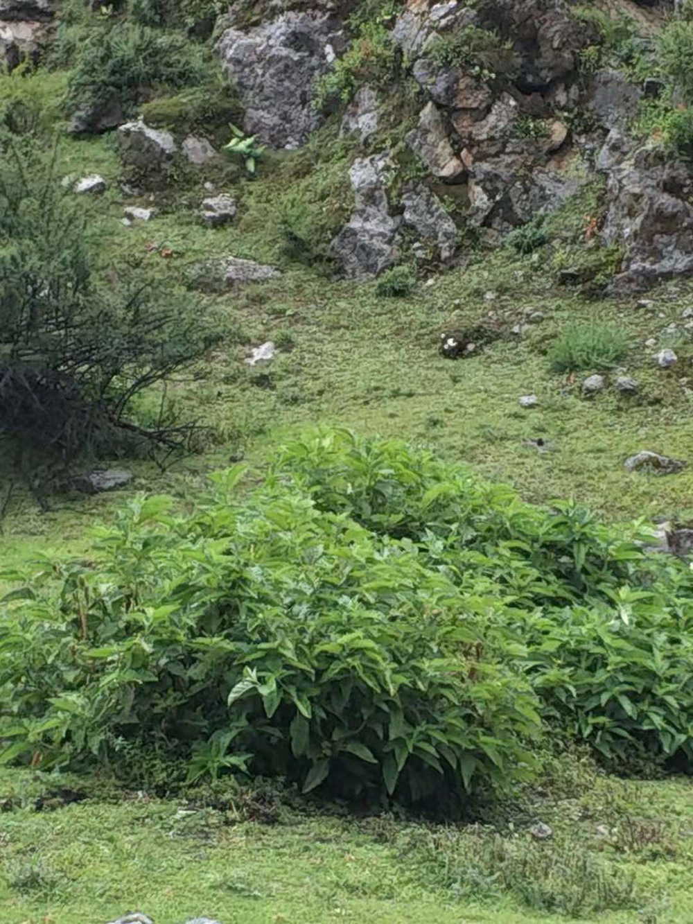 1548034794836426.jpg 微信圖片_20181105104154.jpg